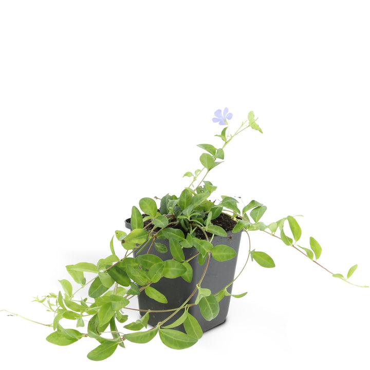 Vinca minor 'La Grave' | Purple Groundcover for Shade – Evergreen &amp; Low-Maintenance