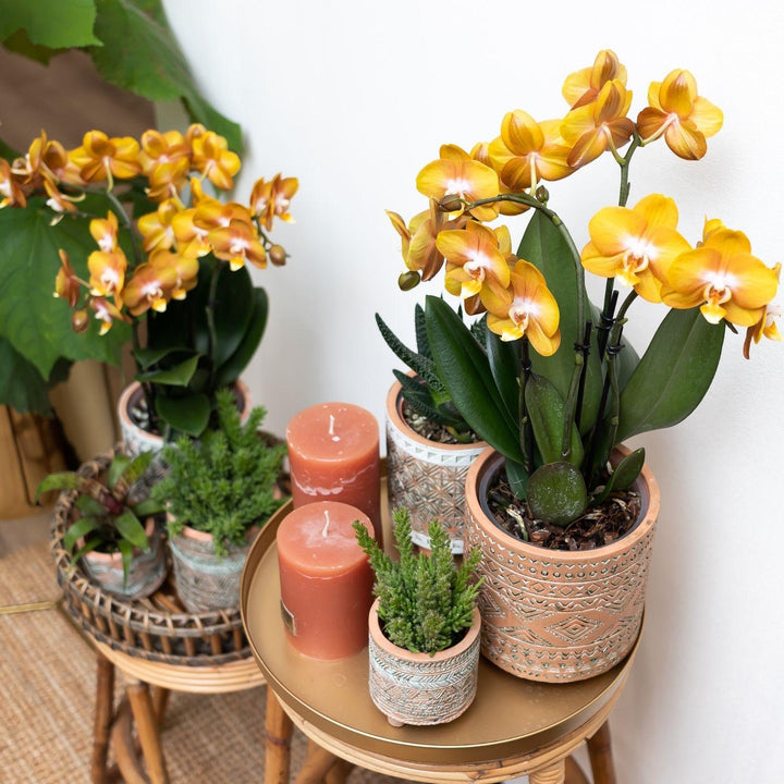 Orange Phalaenopsis Orchid | Multiflora | 3-4 Branches | 12 cm Pot