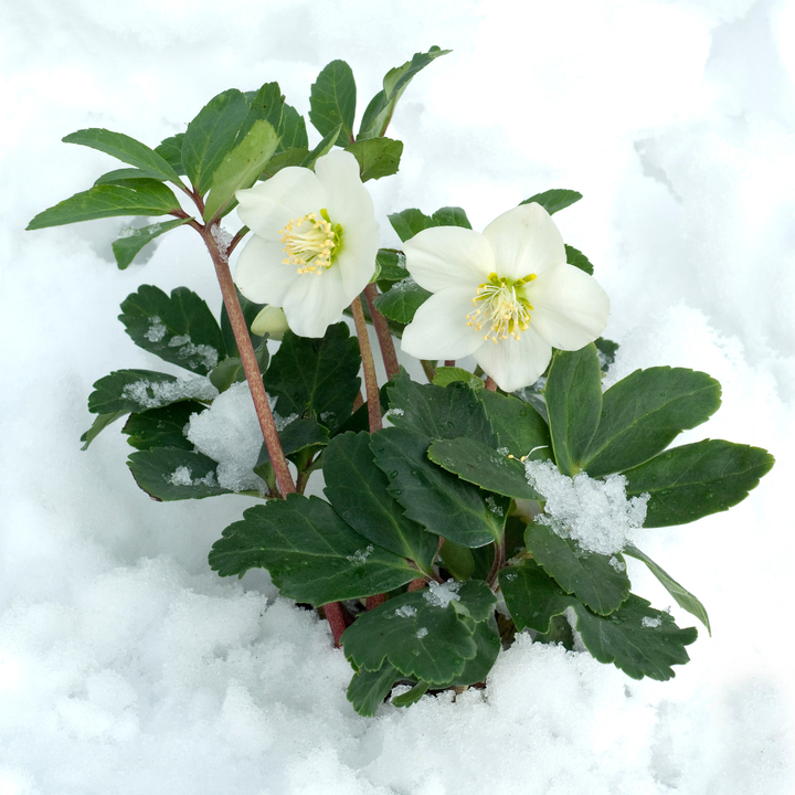 Helleborus | Winter-hardy Christmas Rose 12 cm Pot