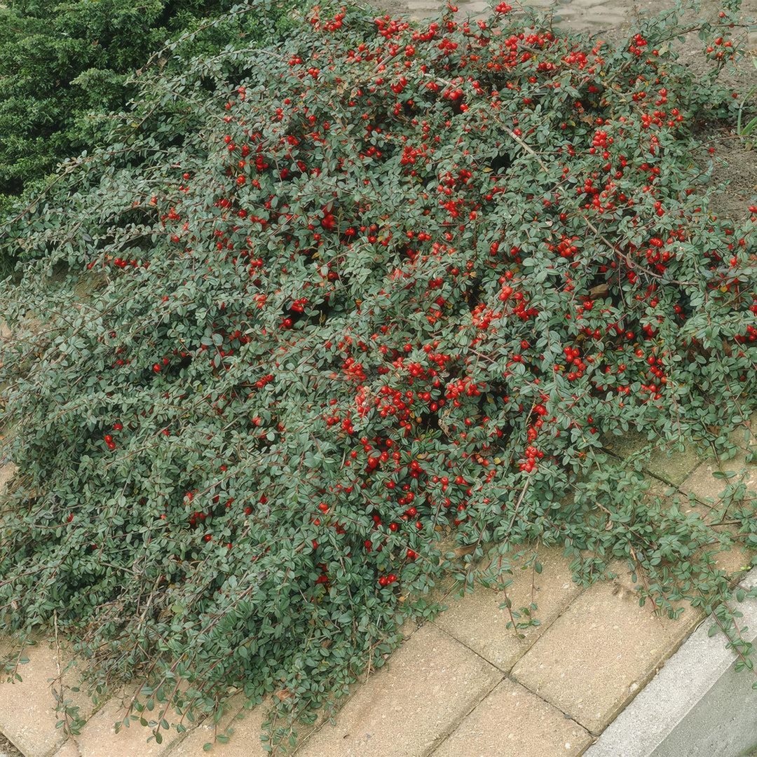 Cotoneaster dammeri | Hardy Groundcover with White Flowers &amp; Red Berries