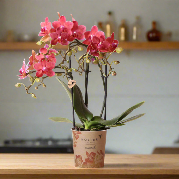 Orchid Congo Red | Multiflora | 30-35cm