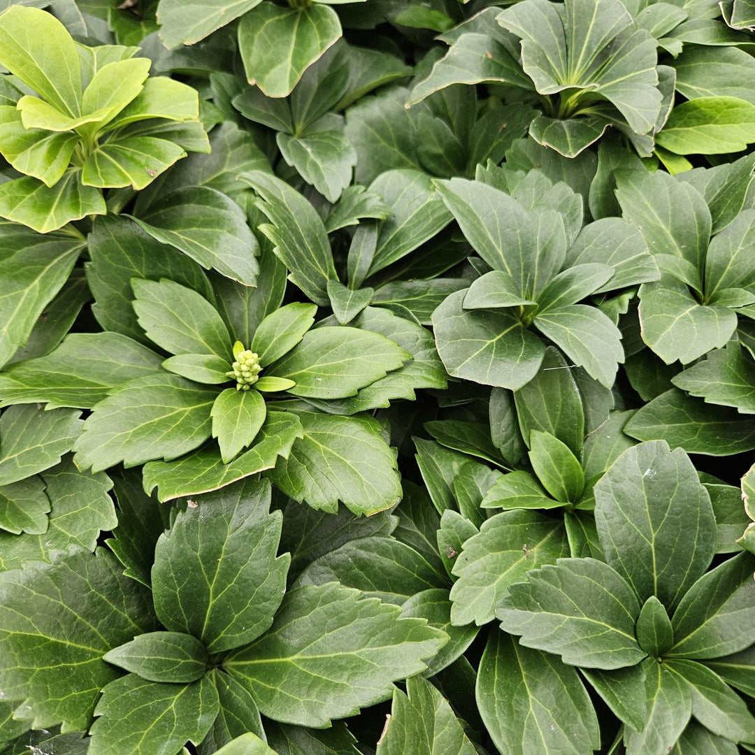 Pachysandra terminalis | Wintergreen Shade Herb – Ground Cover for Shady Gardens