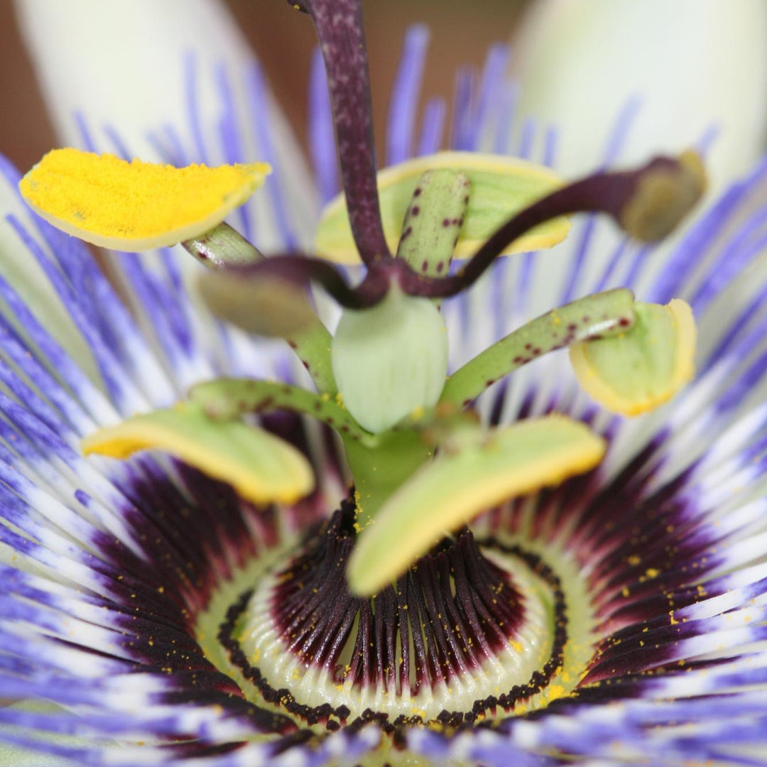 Passion flower Caerulea | Blue Passiflora climber – Ø15cm ↕65cm