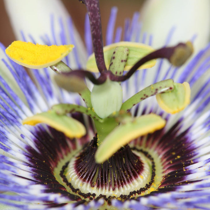 Passion flower Caerulea | Blue Passiflora climber – Ø15cm ↕65cm