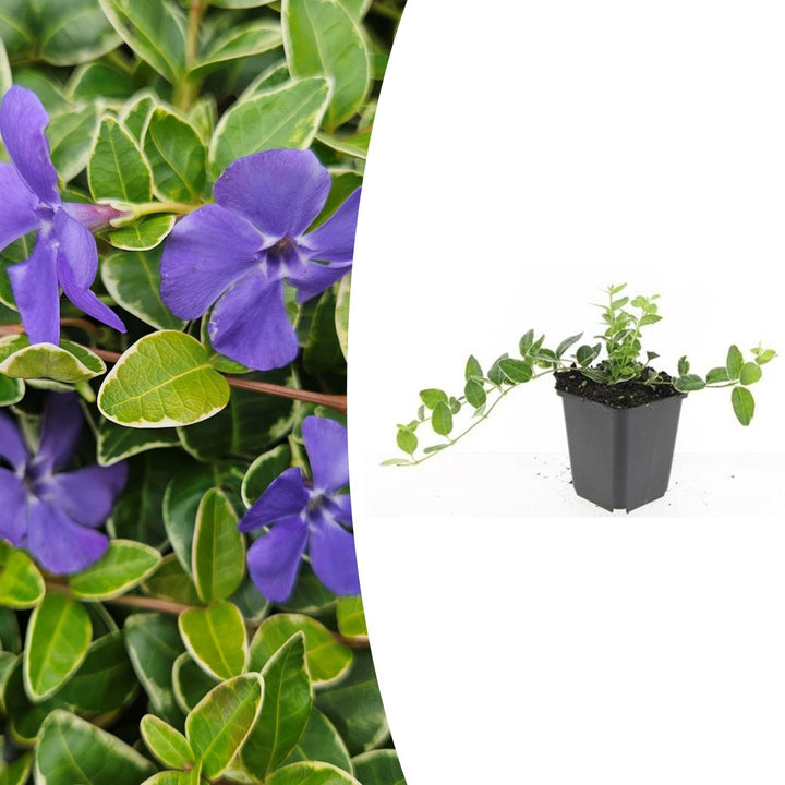 Vinca minor 'Ralph Shugert' | Lavender Groundcover for Shade – Evergreen &amp; Low-Maintenance