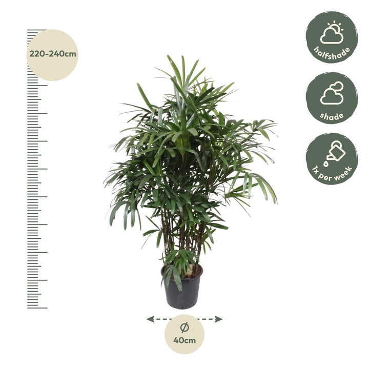 Rhapis excelsa | Finger palm – 190 cm – Ø40 cm