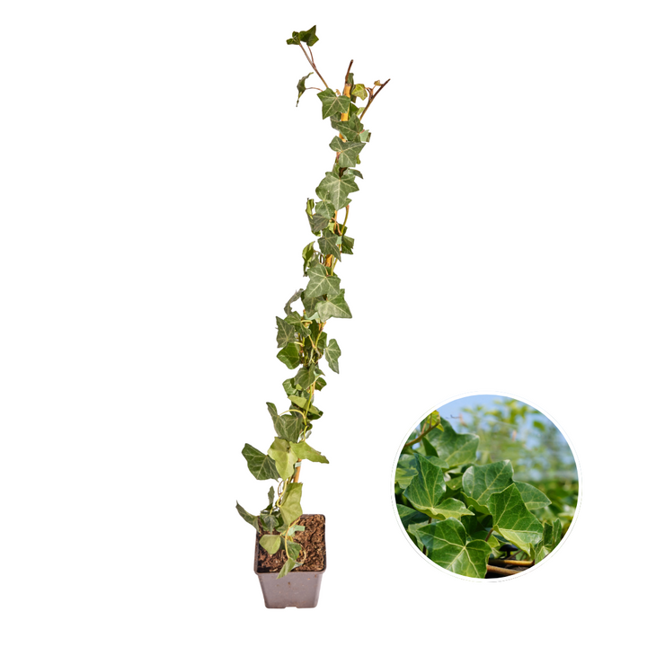 Hedera Hibernica Ivy (Sticked) | Fast-Growing Hedge Plant for Privacy and Greenery