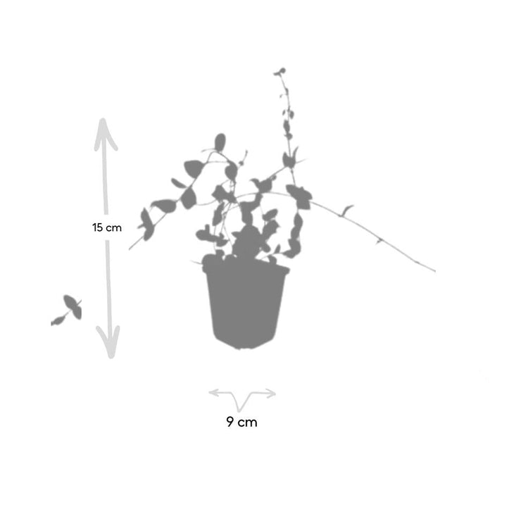 Vinca minor 'Blue and Gold' | Evergreen Groundcover with Yellow Leaves – Shade Plant &amp; Low-Maintenance