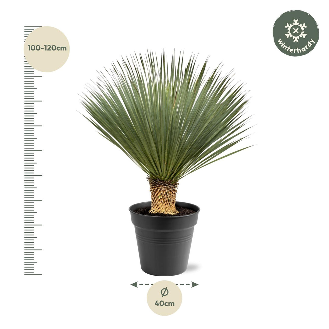 Yucca Rostrata | Blue palm lily – 100–120 cm – Ø40 cm