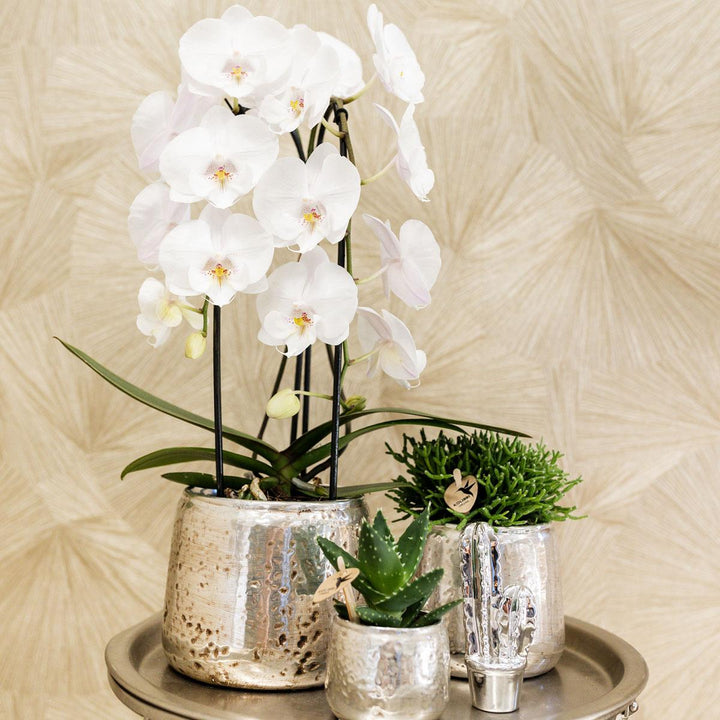 Niagara Fall Orchid White | Large Flowers | 55-60 cm High | 12 cm Pot