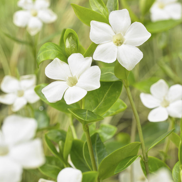 Vinca minor 'Alba' | White Groundcover for Sun &amp; Shade – Strong, Hardy Garden Plant