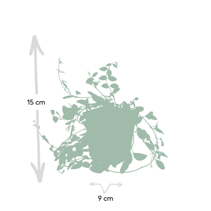 Vinca minor 'Atropurpurea' | Purple Flowering Groundcover – Evergreen, Shade-Hardened, and Low-Maintenance