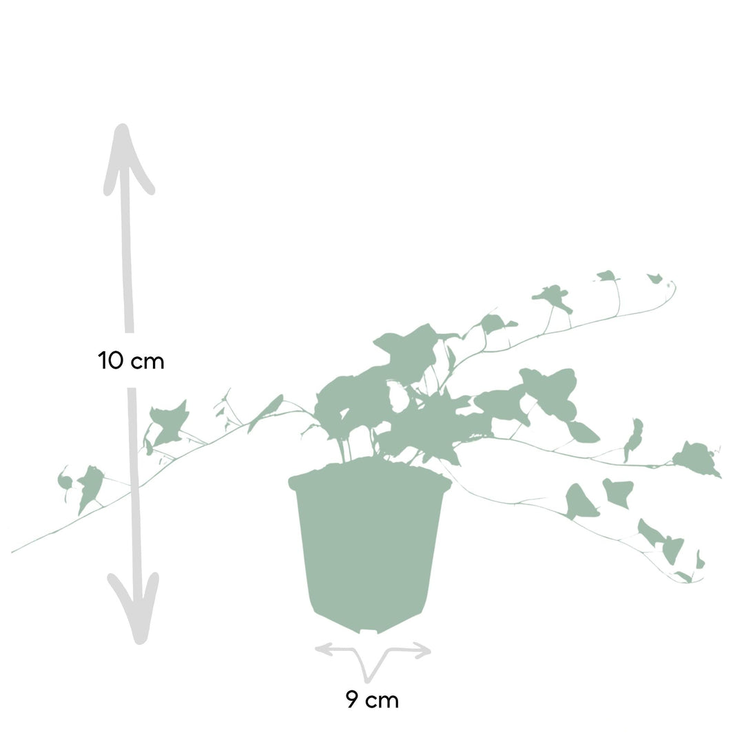 Hedera helix 'Glacier' | Fast-growing ivy with variegated leaves for hedges, ground cover, or facade greenery