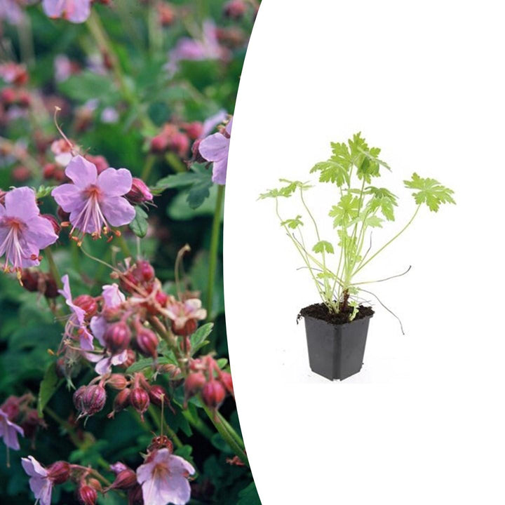 Geranium macrorrhizum – Fragrant Ground Cover with Spring Flowering – Winter Hardy &amp; Low Maintenance