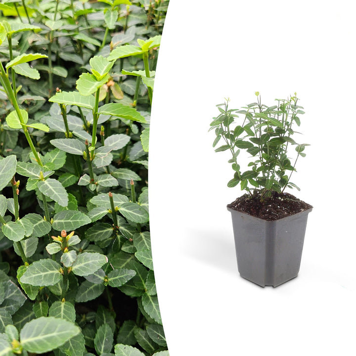 Euonymus fortunei 'Radicans' | Evergreen Groundcover for Shade – Strong, Fast-Growing and Low-Maintenance