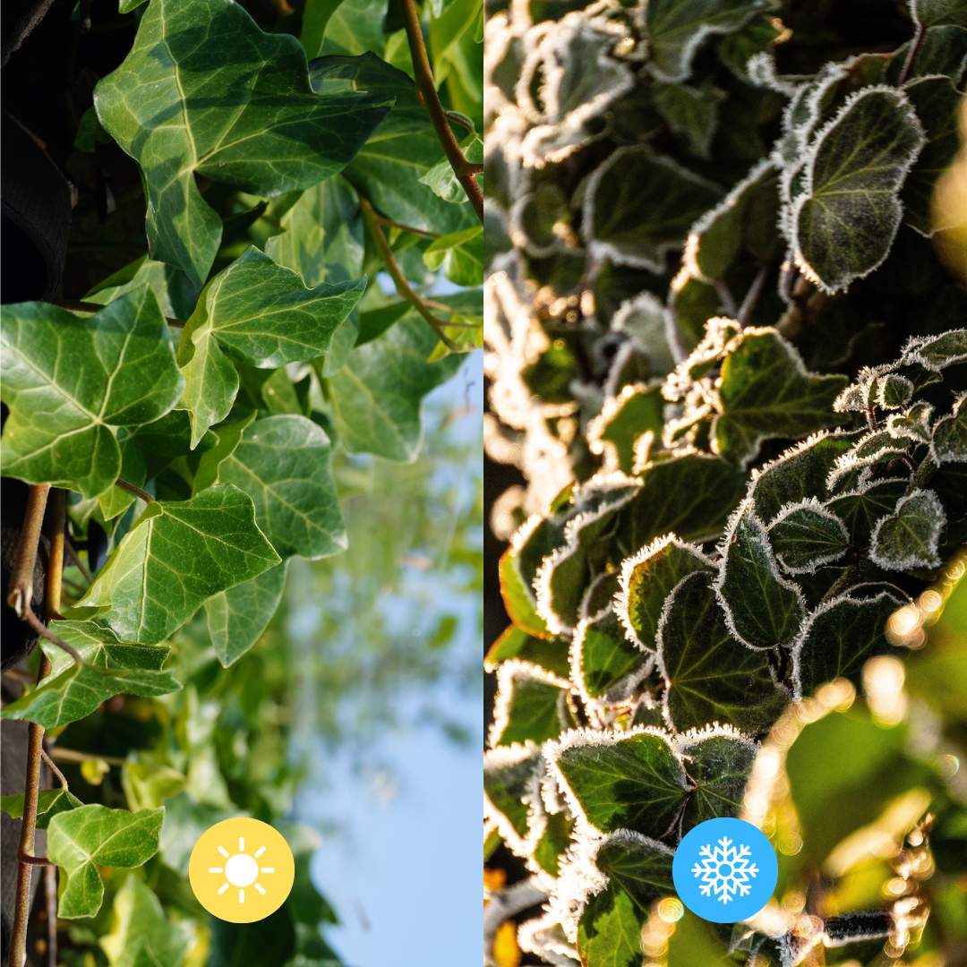 Hedera Hibernica Ivy Ready-Made Hedge | Instant Green Privacy for Any Garden