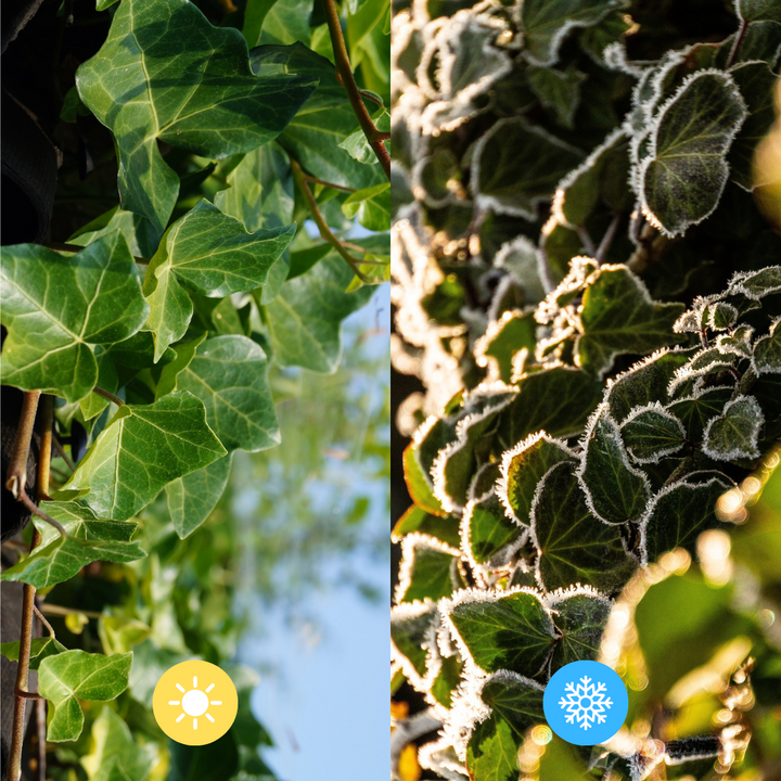 Hedera Hibernica Ivy Ready-Made Hedge | Instant Green Privacy for Any Garden