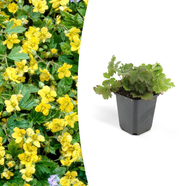 Waldsteinia ternata | Evergreen Groundcover with Yellow Flowers – Low-maintenance and Shade-tolerant