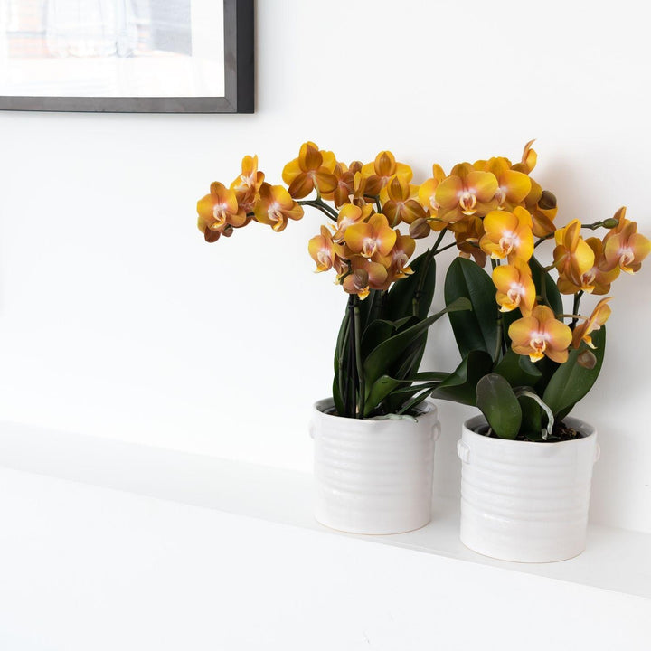 Orange Phalaenopsis Orchid | Multiflora | 3-4 Branches | 12 cm Pot