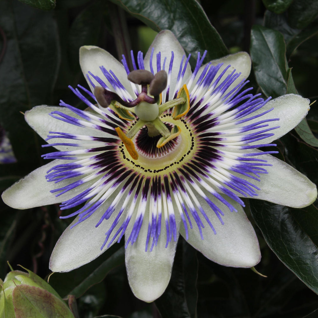 Passion flower Caerulea | Blue Passiflora climber – Ø15cm ↕65cm
