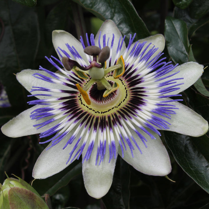 Passion flower Caerulea | Blue Passiflora climber – Ø15cm ↕65cm