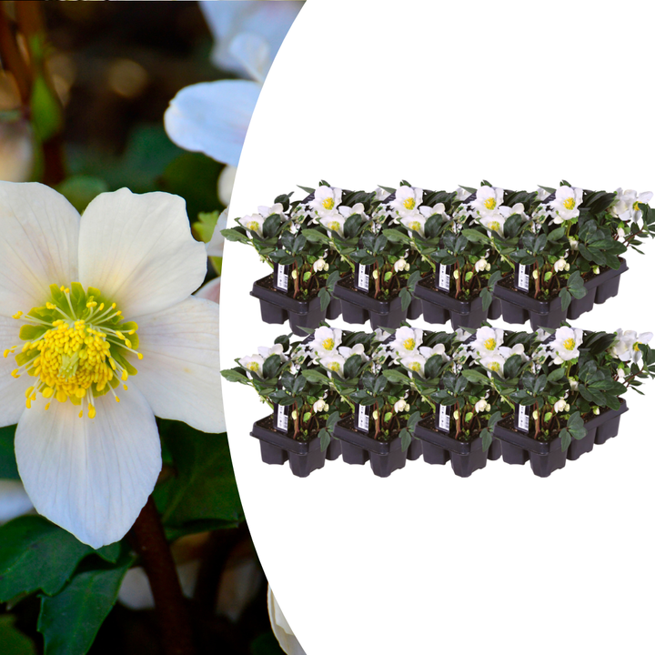 Helleborus | Winter-hardy Christmas Rose 12 cm Pot