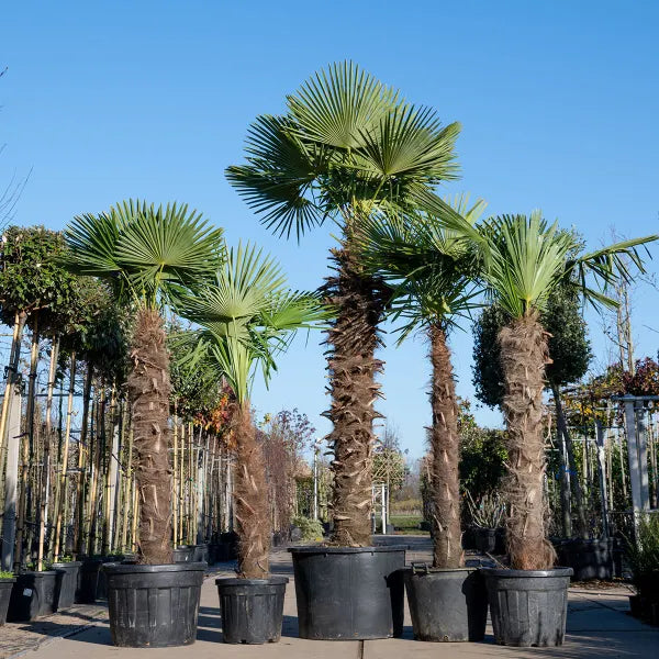 Trachycarpus fortunei | Chinese fan palm – 240–270 cm – Ø40–Ø55 cm