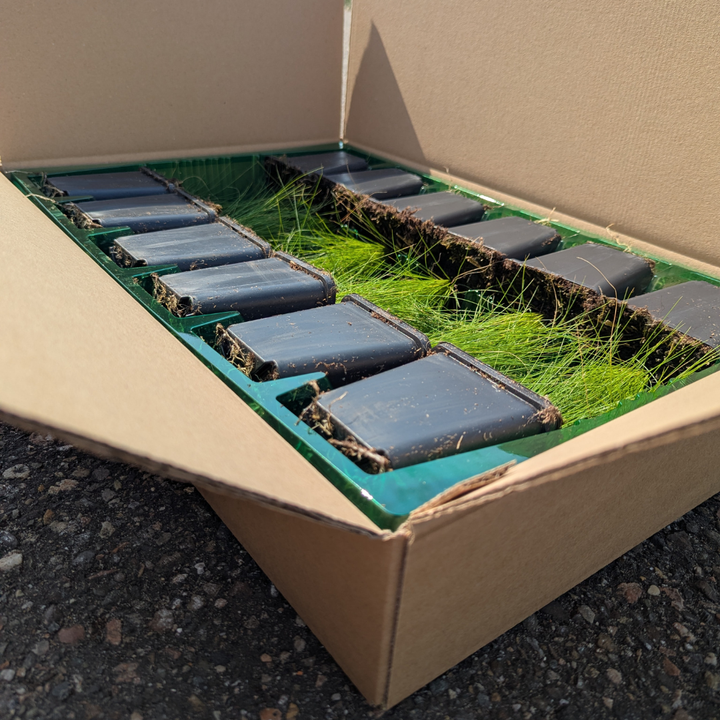 Vinca minor 'La Grave' | Purple Groundcover for Shade – Evergreen &amp; Low-Maintenance