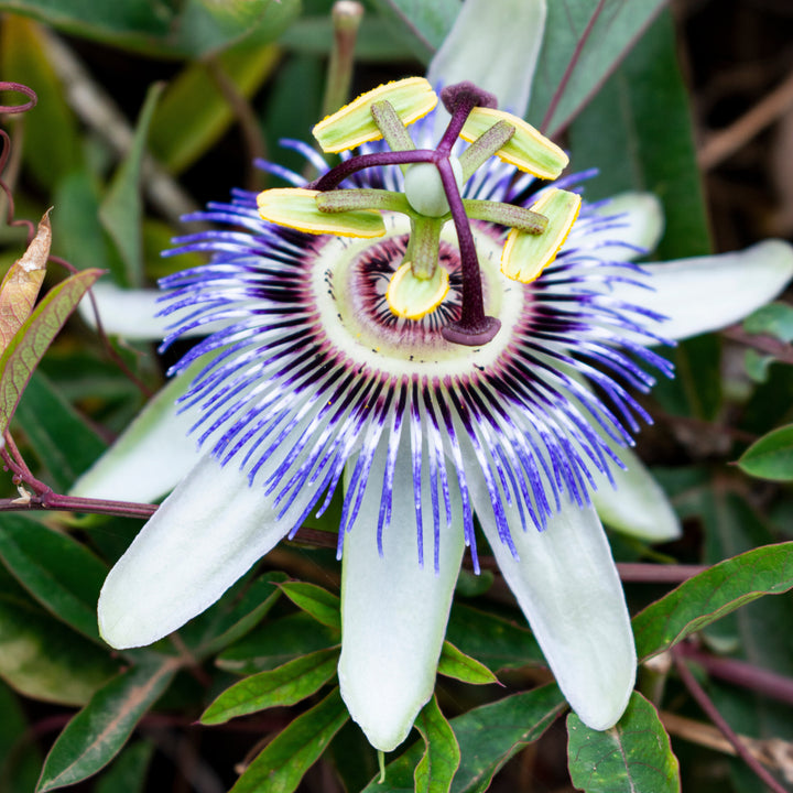 Passion flower Caerulea | Blue Passiflora climber – Ø15cm ↕65cm