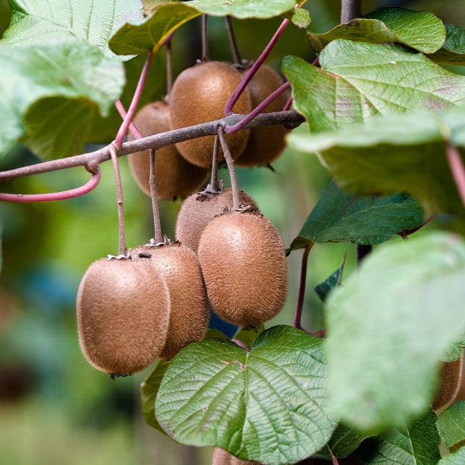 Set of Organic Kiwi Plants | Actinidia deliciosa | 20-25 cm Tall